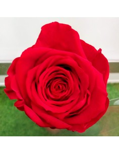 Rose Eternelle Rouge