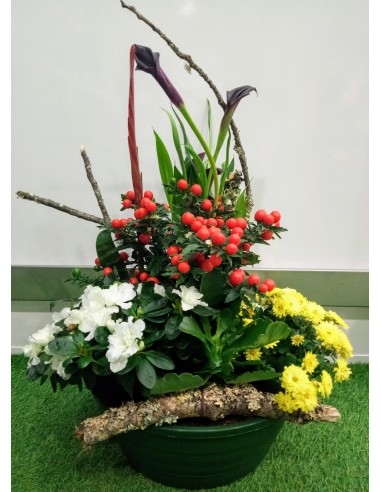 Coupe de plantes douces pensées