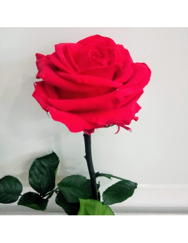 Rose Eternelle Rouge Gros Bouton