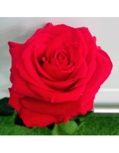 Rose Eternelle Rouge Gros... 2