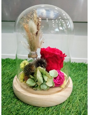 Rose Eternelle sous cloche