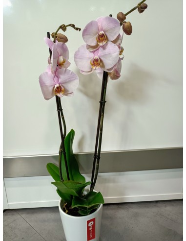 Orchidée