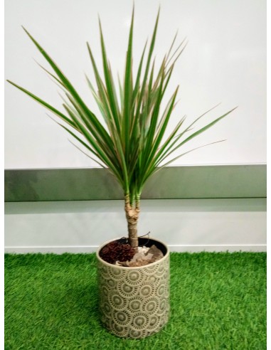Dracaena