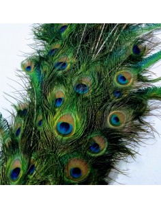 Plume de Paon