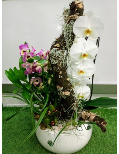 Coupe d'Orchidées