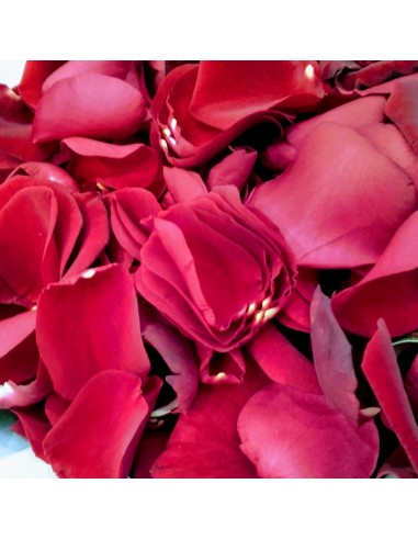 Pétales de Rose